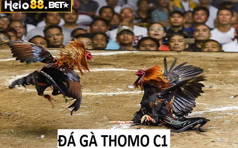 Xem Trực Tiếp Đá Gà Thomo C1 Không Chặn Miễn Phí